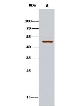 Invitrogen Cdc37 Polyclonal Antibody 100 &mu;L | Buy Online | Invitrogen&trade; | Fisher Scientific