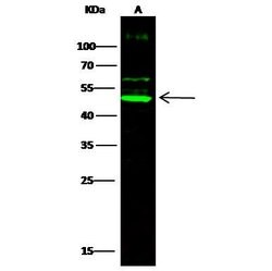 Invitrogen Cdc37 Polyclonal Antibody 100 &mu;L | Buy Online | Invitrogen&trade; | Fisher Scientific