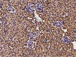 Invitrogen Cdc37 Polyclonal Antibody 100 &mu;L | Buy Online | Invitrogen&trade; | Fisher Scientific