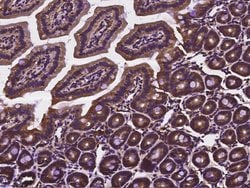 Invitrogen Cdc37 Polyclonal Antibody 100 &mu;L | Buy Online | Invitrogen&trade; | Fisher Scientific