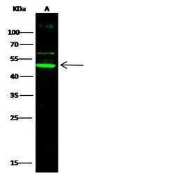 Invitrogen Cdc37 Polyclonal Antibody 100 &mu;L | Buy Online | Invitrogen&trade; | Fisher Scientific