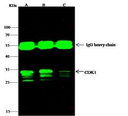 Invitrogen CDK1 Polyclonal Antibody 100 &mu;L; Unconjugated:Antibodies,