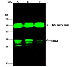 Invitrogen CDK1 Polyclonal Antibody 100 &mu;L; Unconjugated:Antibodies,