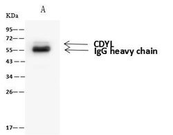 Invitrogen CDYL Polyclonal Antibody 100 &mu;L | Buy Online | Invitrogen&trade; | Fisher Scientific