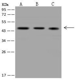 Invitrogen Creatine Kinase BB Polyclonal Antibody 100 &mu;L; Unconjugated:Antibodies,