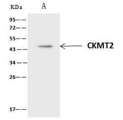 Invitrogen CKMT2 Polyclonal Antibody 100 &mu;L; Unconjugated:Antibodies,