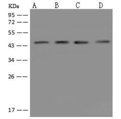 Invitrogen CKMT2 Polyclonal Antibody 100 &mu;L; Unconjugated:Antibodies,