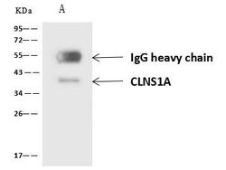 Invitrogen CLNS1A Polyclonal Antibody 100 &mu;L; Unconjugated:Antibodies,