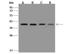 Invitrogen CLNS1A Polyclonal Antibody 100 &mu;L; Unconjugated:Antibodies,