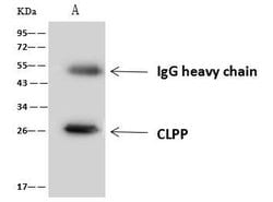 Invitrogen CLPP Polyclonal Antibody 100 &mu;L; Unconjugated:Antibodies,