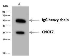 Invitrogen CNOT7 Polyclonal Antibody 100 &mu;L | Buy Online | Invitrogen&trade; | Fisher Scientific