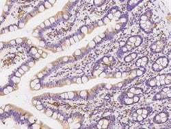 Invitrogen CNPY3 Polyclonal Antibody 100 &mu;L; Unconjugated:Antibodies,