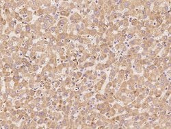 Invitrogen CNPY3 Polyclonal Antibody 100 &mu;L; Unconjugated:Antibodies,