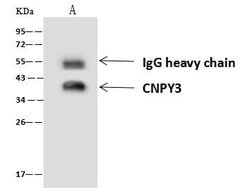 Invitrogen CNPY3 Polyclonal Antibody 100 &mu;L; Unconjugated:Antibodies,