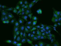 Invitrogen COQ9 Polyclonal Antibody 100 &mu;L; Unconjugated:Antibodies,