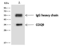 Invitrogen COQ9 Polyclonal Antibody 100 &mu;L; Unconjugated:Antibodies,