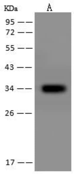 Invitrogen COQ9 Polyclonal Antibody 100 &mu;L; Unconjugated:Antibodies,