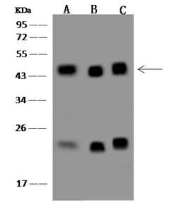 Invitrogen CREB Polyclonal Antibody 100 μL; Unconjugated:Antibodies,