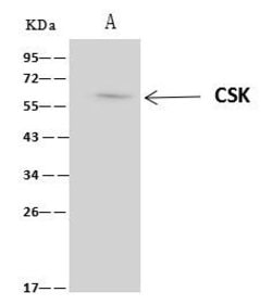 Invitrogen CSK Polyclonal Antibody 100 &mu;L; Unconjugated:Antibodies,