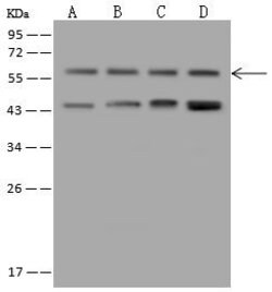 Invitrogen CSK Polyclonal Antibody 100 &mu;L; Unconjugated:Antibodies,