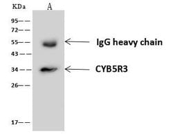 Invitrogen CYB5R3 Polyclonal Antibody 100 &mu;L; Unconjugated:Antibodies,