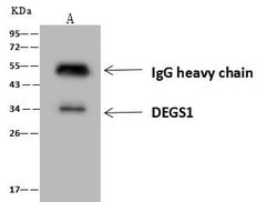 Invitrogen DEGS1 Polyclonal Antibody 100 &mu;L; Unconjugated:Antibodies,