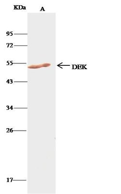 Invitrogen DEK Polyclonal Antibody 100 &mu;L; Unconjugated:Antibodies,