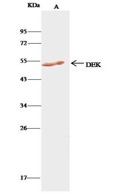 Invitrogen DEK Polyclonal Antibody 100 &mu;L; Unconjugated:Antibodies,
