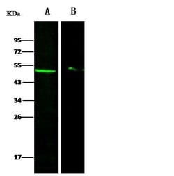Invitrogen DEK Polyclonal Antibody 100 &mu;L; Unconjugated:Antibodies,