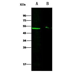 Invitrogen DEK Polyclonal Antibody 100 &mu;L; Unconjugated:Antibodies,