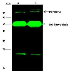 Invitrogen DHTKD1 Polyclonal Antibody 100 &mu;L; Unconjugated:Antibodies,