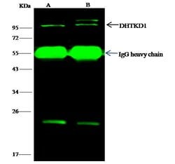 Invitrogen DHTKD1 Polyclonal Antibody 100 &mu;L; Unconjugated:Antibodies,