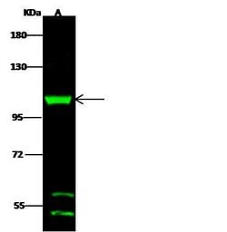 Invitrogen DHTKD1 Polyclonal Antibody 100 &mu;L; Unconjugated:Antibodies,