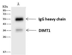 Invitrogen DIMT1 Polyclonal Antibody 100 &mu;L; Unconjugated:Antibodies,