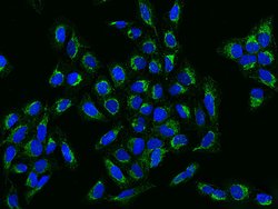 Invitrogen DIXDC1 Polyclonal Antibody 100 &mu;L; Unconjugated:Antibodies,