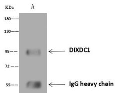 Invitrogen DIXDC1 Polyclonal Antibody 100 &mu;L; Unconjugated:Antibodies,