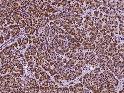 Invitrogen DNAJB11 Polyclonal Antibody 100 &mu;L; Unconjugated:Antibodies,