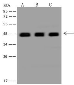 Invitrogen DNAJB11 Polyclonal Antibody 100 &mu;L; Unconjugated:Antibodies,