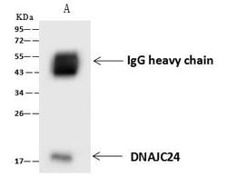 Invitrogen DNAJC24 Polyclonal Antibody 100 &mu;L; Unconjugated:Antibodies,
