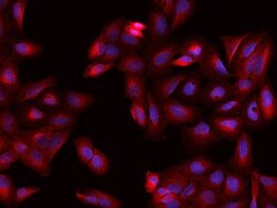 Invitrogen CRMP2 Polyclonal Antibody 100 μL; Unconjugated:Antibodies,