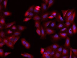 Invitrogen CRMP2 Polyclonal Antibody 100 μL; Unconjugated:Antibodies,