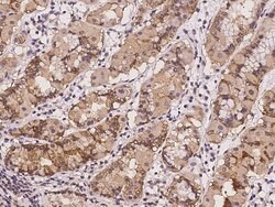 Invitrogen DTYMK Polyclonal Antibody 100 &mu;L; Unconjugated:Antibodies,