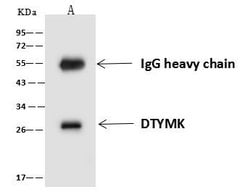 Invitrogen DTYMK Polyclonal Antibody 100 &mu;L; Unconjugated:Antibodies,