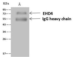 Invitrogen EHD4 Polyclonal Antibody 100 &mu;L; Unconjugated:Antibodies,
