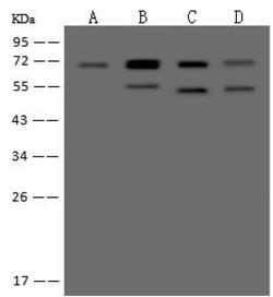 Invitrogen EHD4 Polyclonal Antibody 100 &mu;L; Unconjugated:Antibodies,