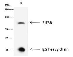 Invitrogen eIF3b Polyclonal Antibody 100 &mu;L; Unconjugated:Antibodies,