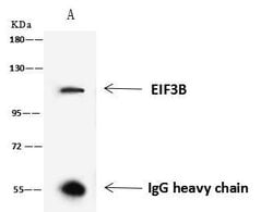 Invitrogen eIF3b Polyclonal Antibody 100 &mu;L; Unconjugated:Antibodies,