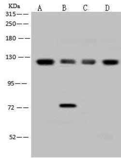 Invitrogen eIF3b Polyclonal Antibody 100 &mu;L; Unconjugated:Antibodies,