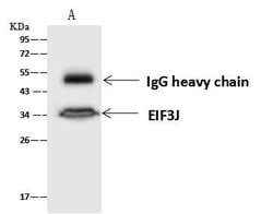 Invitrogen eIF3j Polyclonal Antibody 100 &mu;L; Unconjugated:Antibodies,