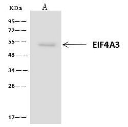 Invitrogen eIF4A3 Polyclonal Antibody 100 &mu;L | Buy Online | Invitrogen&trade; | Fisher Scientific